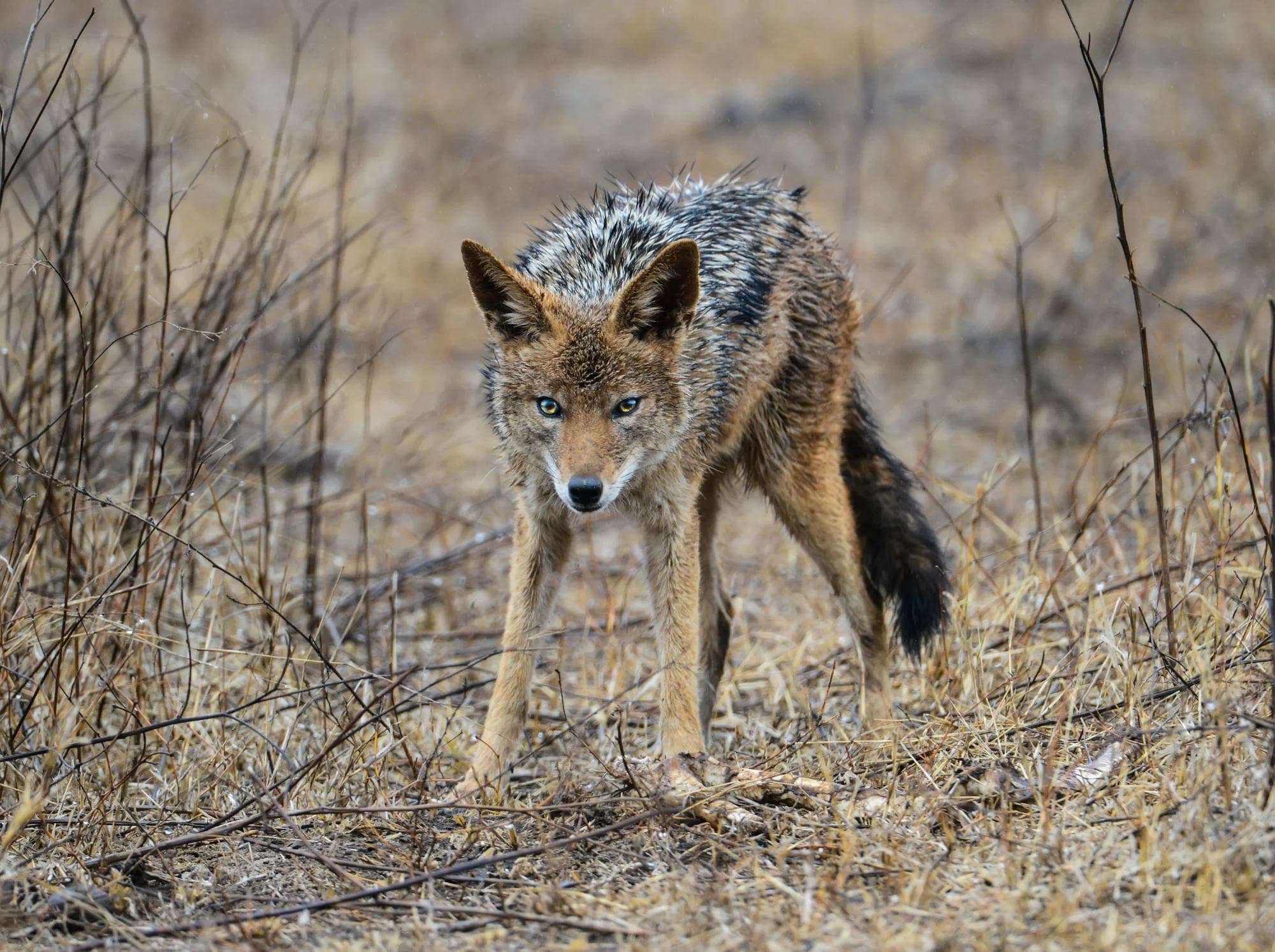 Night Vision Scope for Coyote Hunting: Expert Reviews & Buying Guide